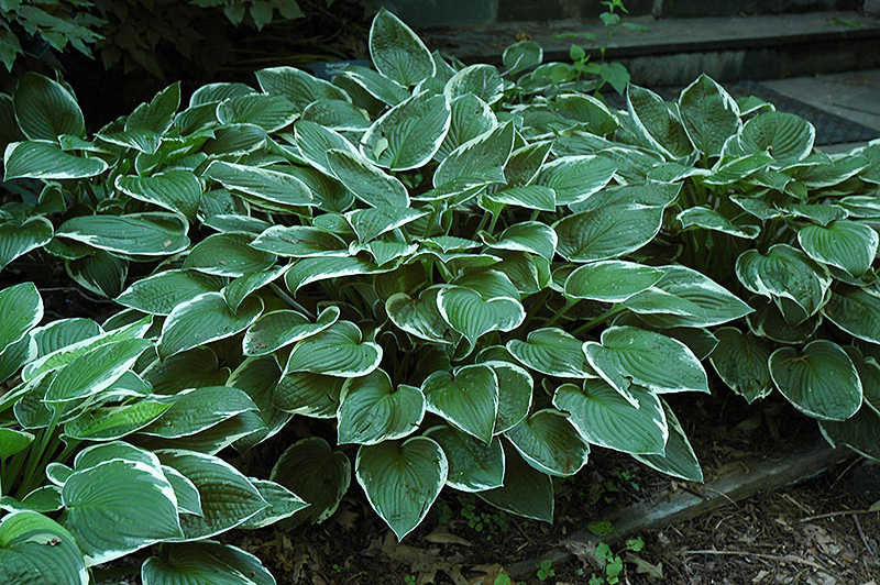Hosta fortunei 'Francee'